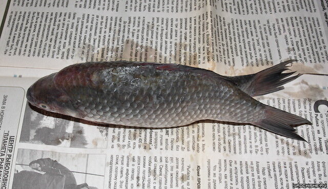 Источник фото: https://urochishe.ru