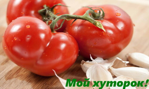 Фитофтора томатов – боремся при помощи чеснока!