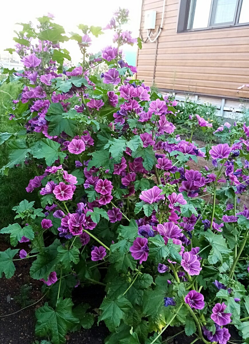 Это цветение моей Зебрины