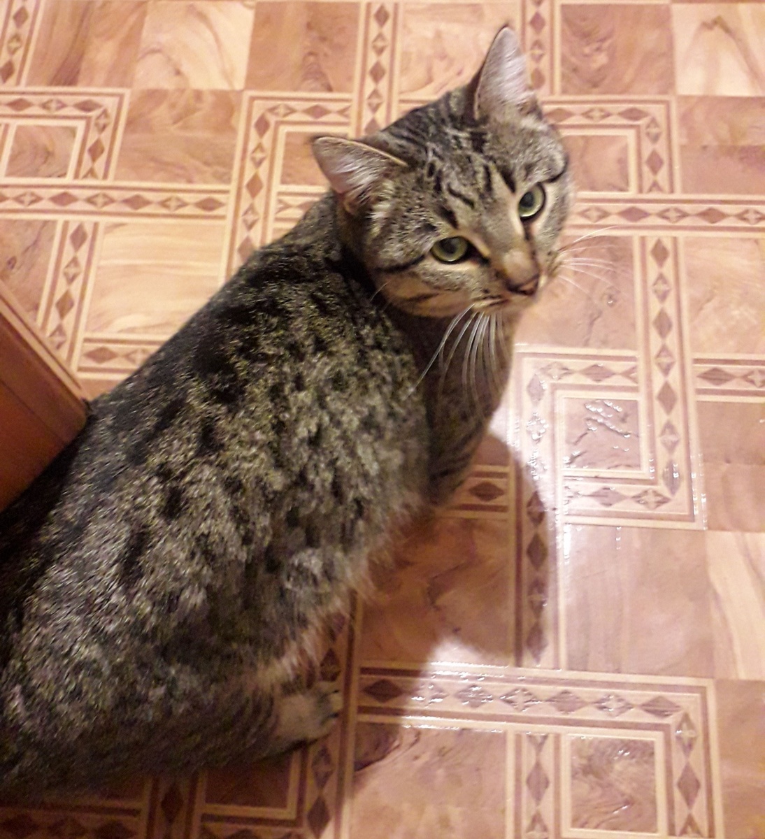 Рысика сложно сфотографировать - он постоянно трется об ноги