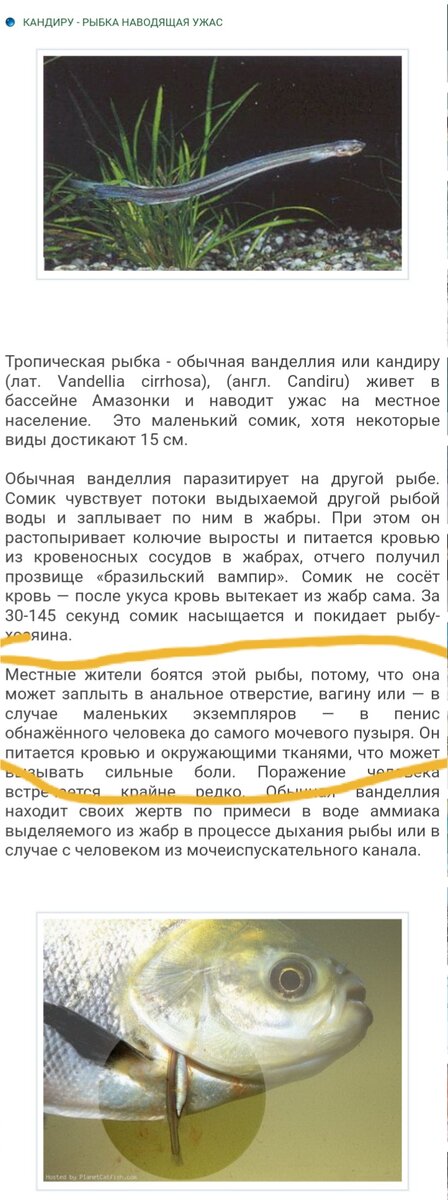 Порно рассказы по теме: «КАК Я СОСАЛА ПРИ МУЖЕ ЕГО ДРУГУ» » 75 страница