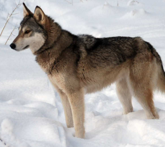 Очень часто многие породы собак, которые внешне похожи на волков имеют с ними общие характеристики и качества.