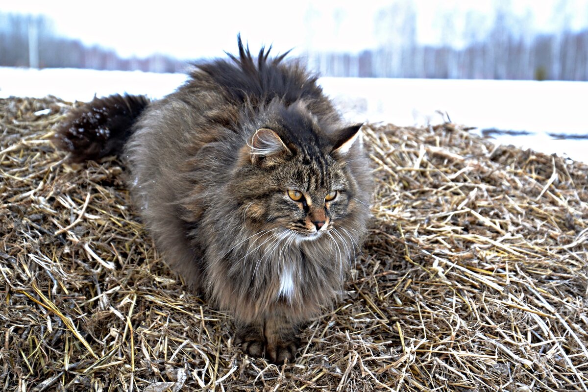 сибирская пушистая кошка фото