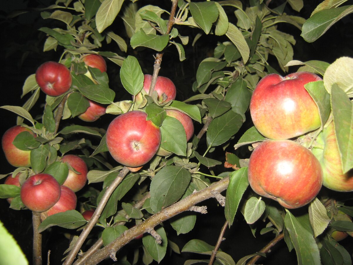 Первые плоды нашей яблони.