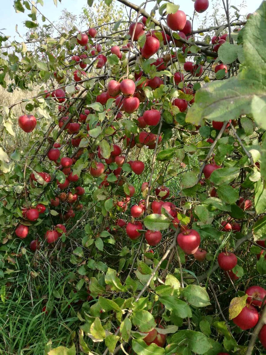 Посадка яблоневого сада. Постепенная инструкция