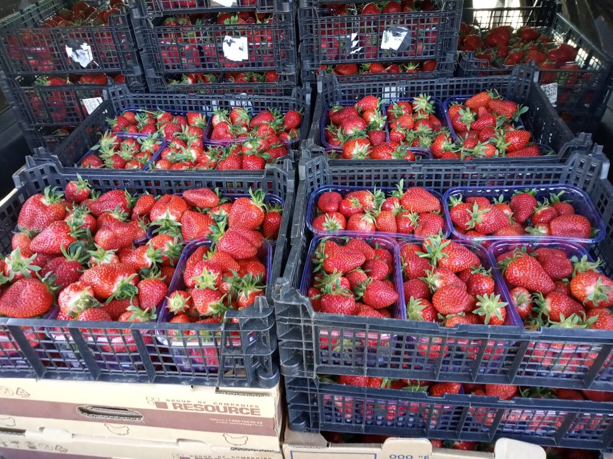 Свеженькая ягода скоро окажется на столе у гурманов