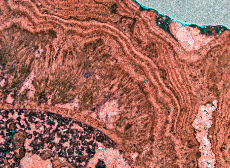 Цианобактерии (перистые структуры в центральной части слева), инкрустирующие потенциальный стебель растения (темный элемент в нижнем левом углу). Фактическое растение в основном сгнило и было заменено диагенетическим цементом. Цианобактерии, в свою очередь, покрыты слоями травертина. Ширина образца 3,5 мм. 
