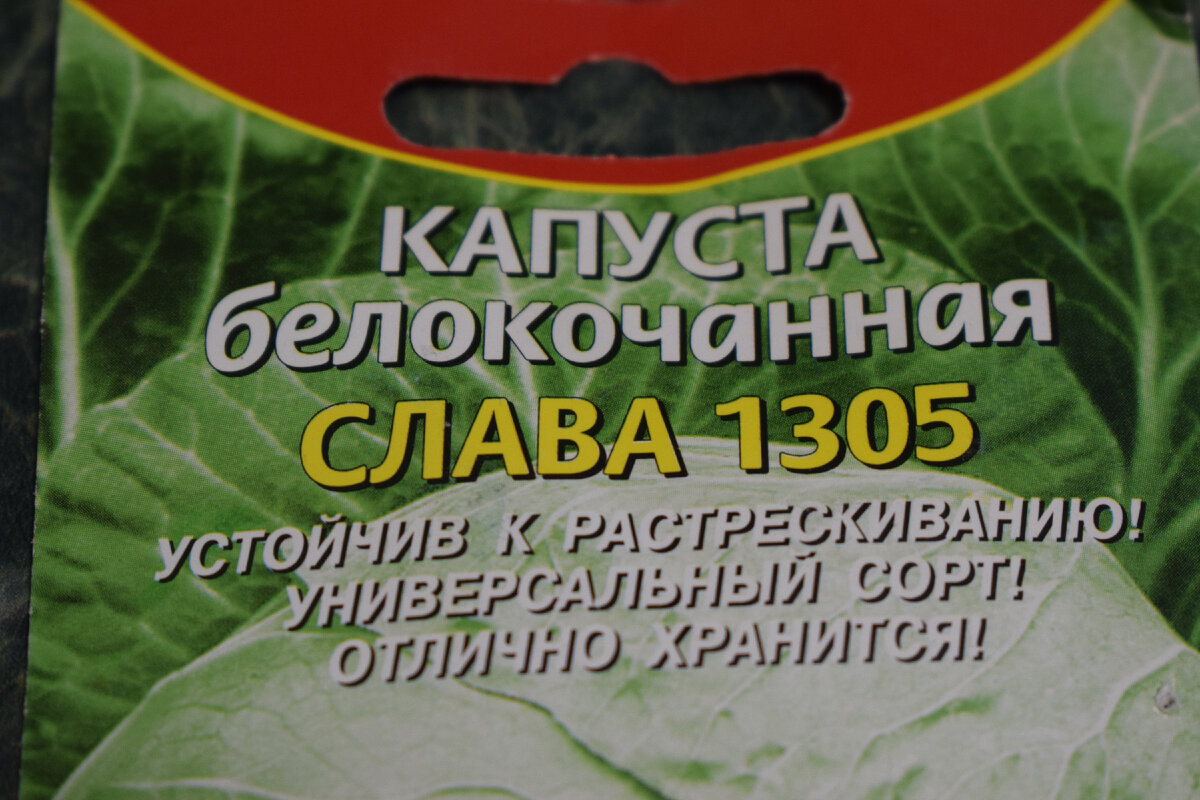 сорт капусты слава(фото автора)