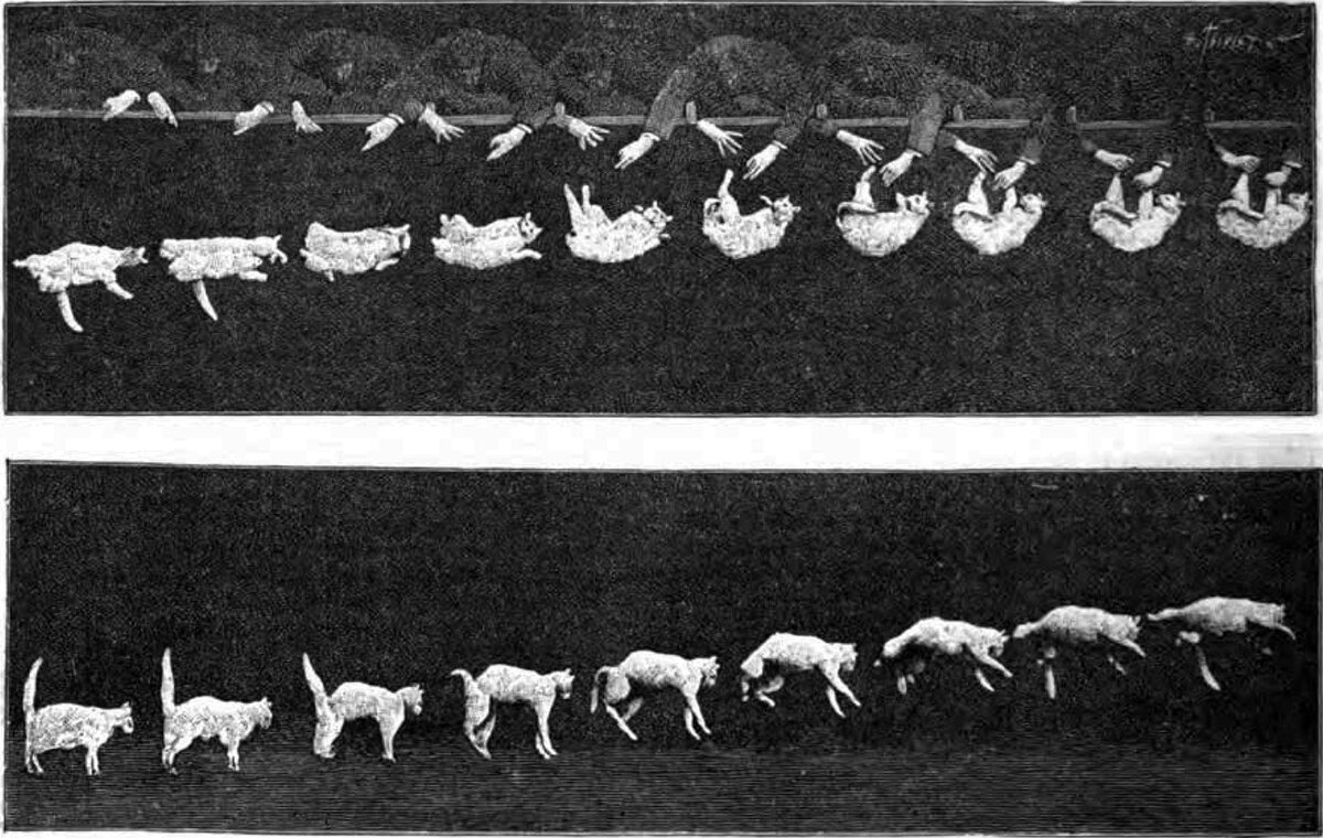 Вид сбоку на падающую кошку садовника, 1894 г. Изображения следует читать справа налево и сверху вниз. Из снятого Мареем короткометражного фильма «Падающая кошка»