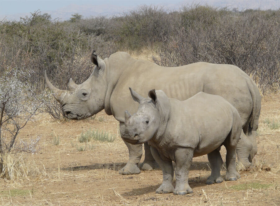 Белый носорог и кролик. Фото из интернета