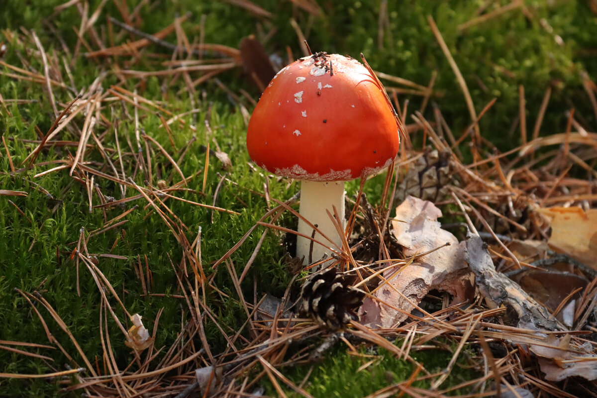 Классический мухомор 