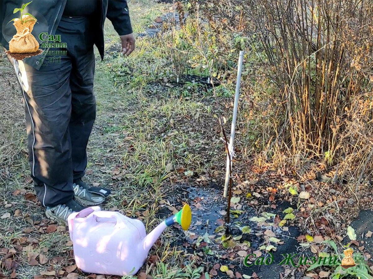 Влагозарядковый полив деревьев осенью.