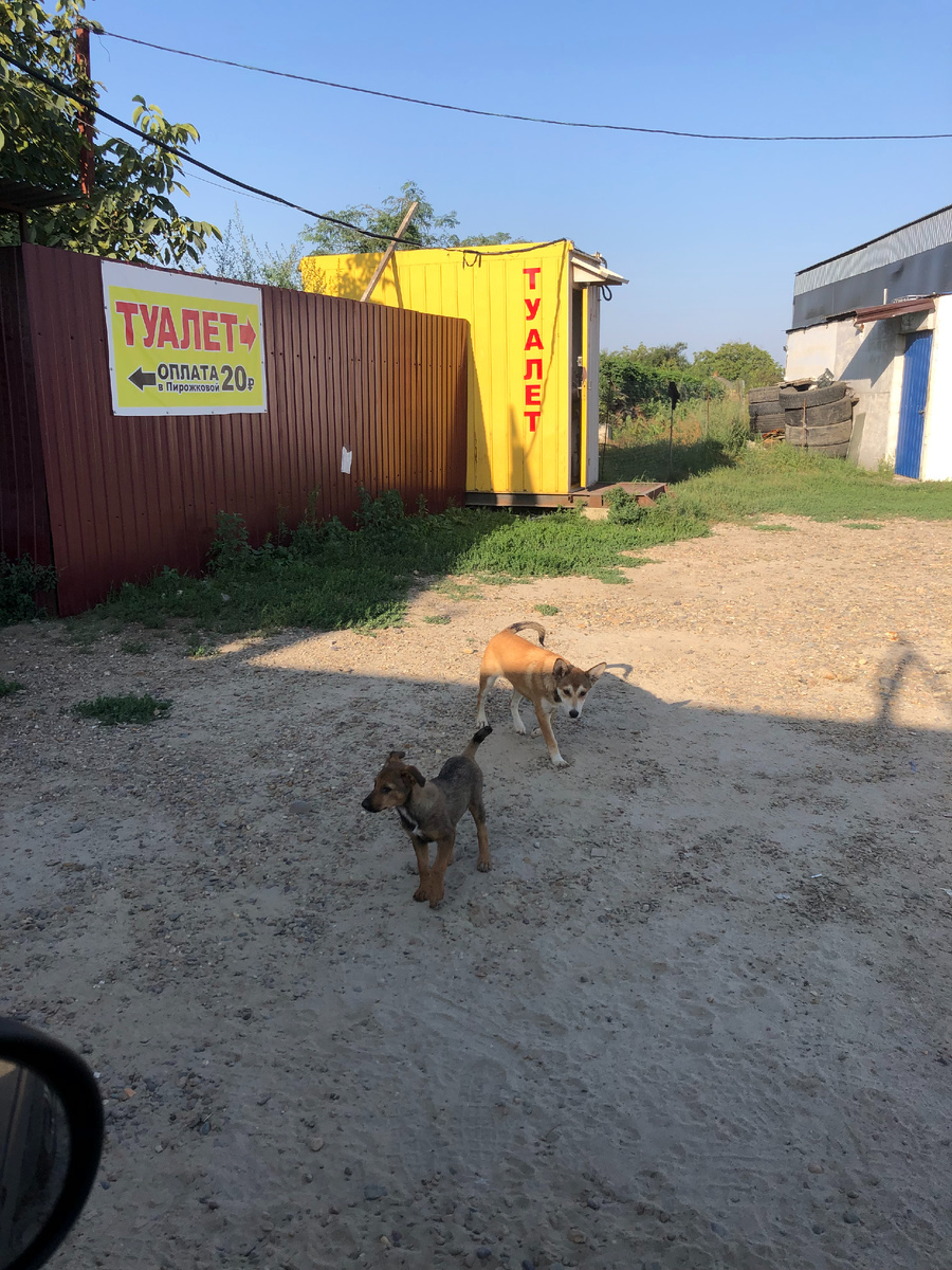 Кормим собакенов в полях Краснодарского края. Фото автора. 