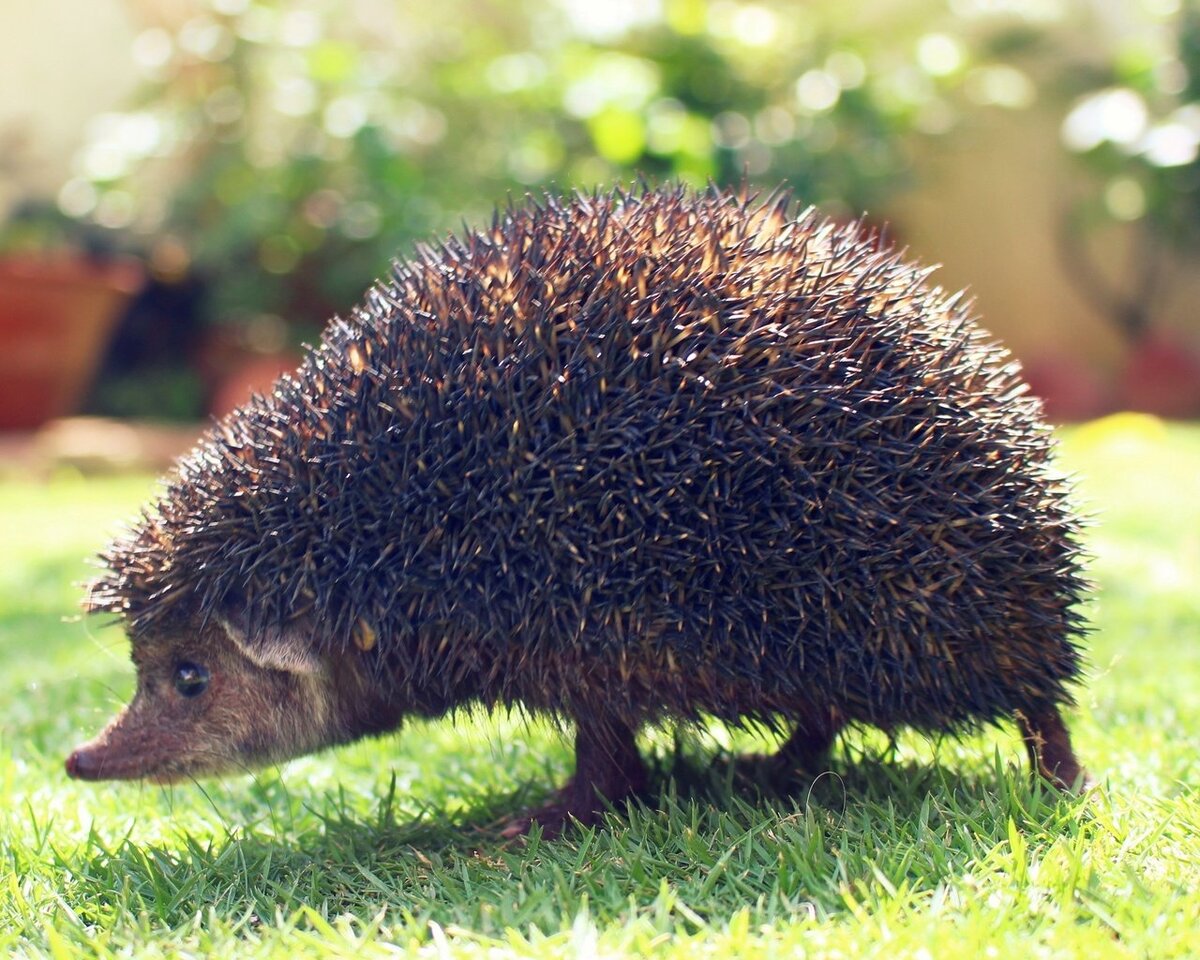 Вот они -ножки-палки, которыми ежик топает как копытами - фото из свободного доступа сети Интернет
