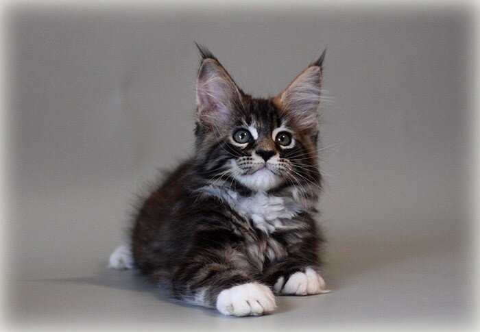 Порода Мейн-кун