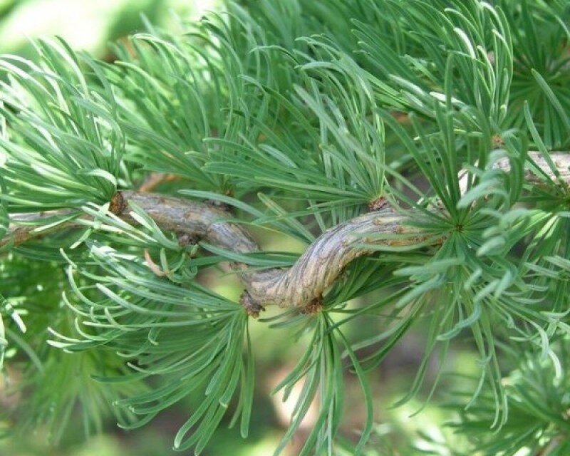 Лиственница японская Кемпфера Диана (Larix kaempferi Diana) 