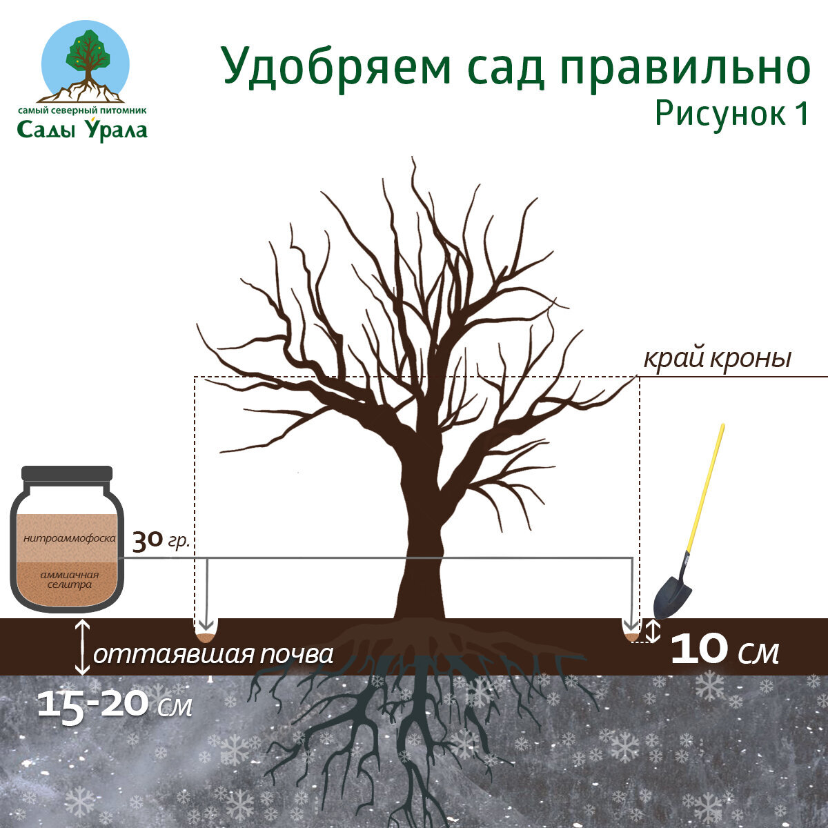 Схема подкормки груши