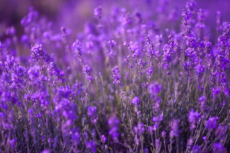 Выращивание лаванды