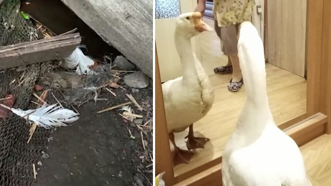 Фото: скриншот видео, личная страница Александры Яковлевой