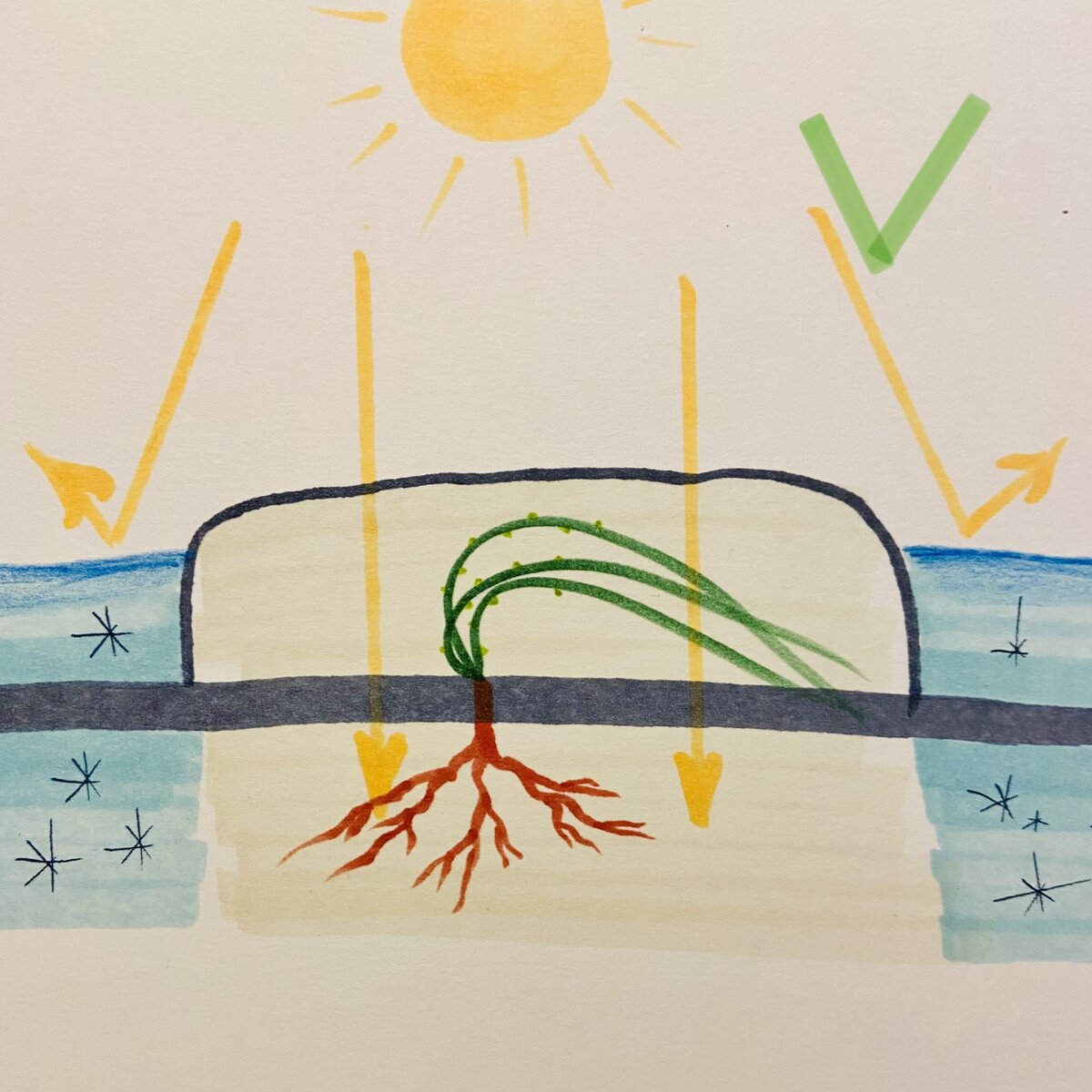 Работа над ошибками: укрыты не только побеги плетистой  розы, но и ее прикорневая часть. Во время снеготаяния солнце будет прогревать почву внутри укрытия, что позволит корням скорее включиться в работу по подпитке плетей.