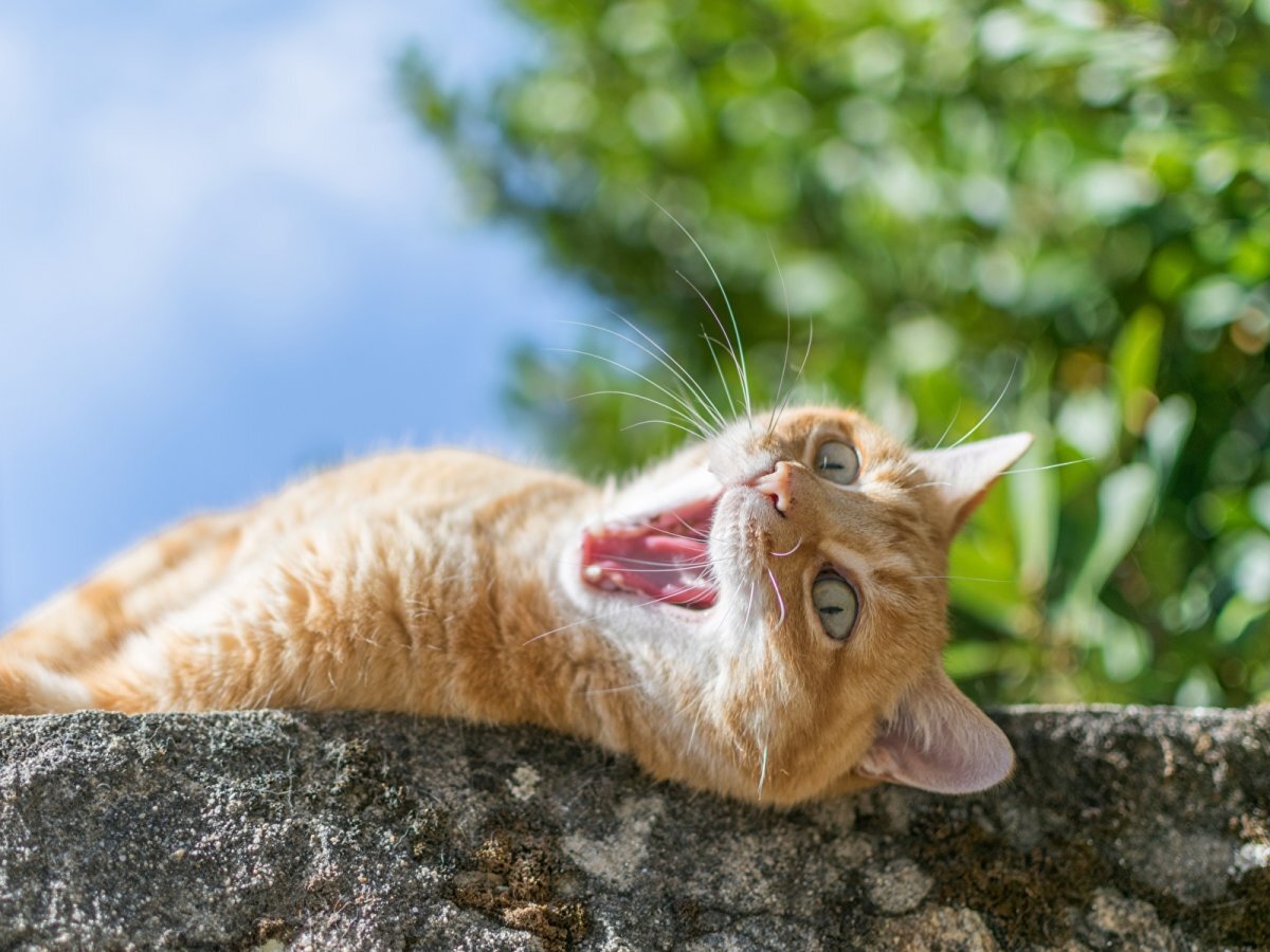 Смешные коты. Источник фото: goodfon.ru