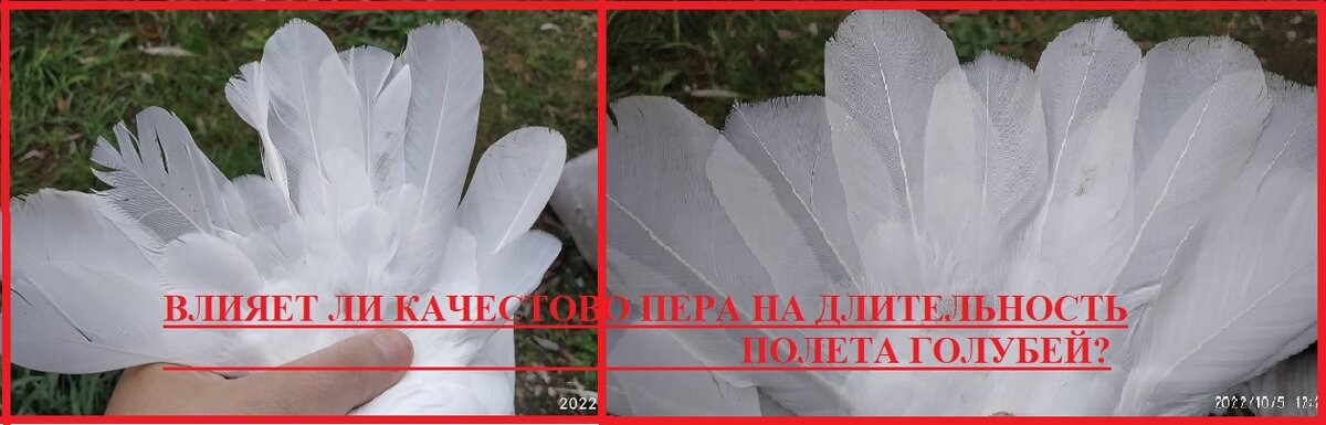 На фото линька 2 х голубей 2022 года, голубята с одного гнезда, от одних родителей, но содержаться в разных условиях. Голубь  слева получает из минералов только гравий, песок и глину, голубь справа получает минеральную подкормку которую делаю я сама на протяжении уже 5 лет. 