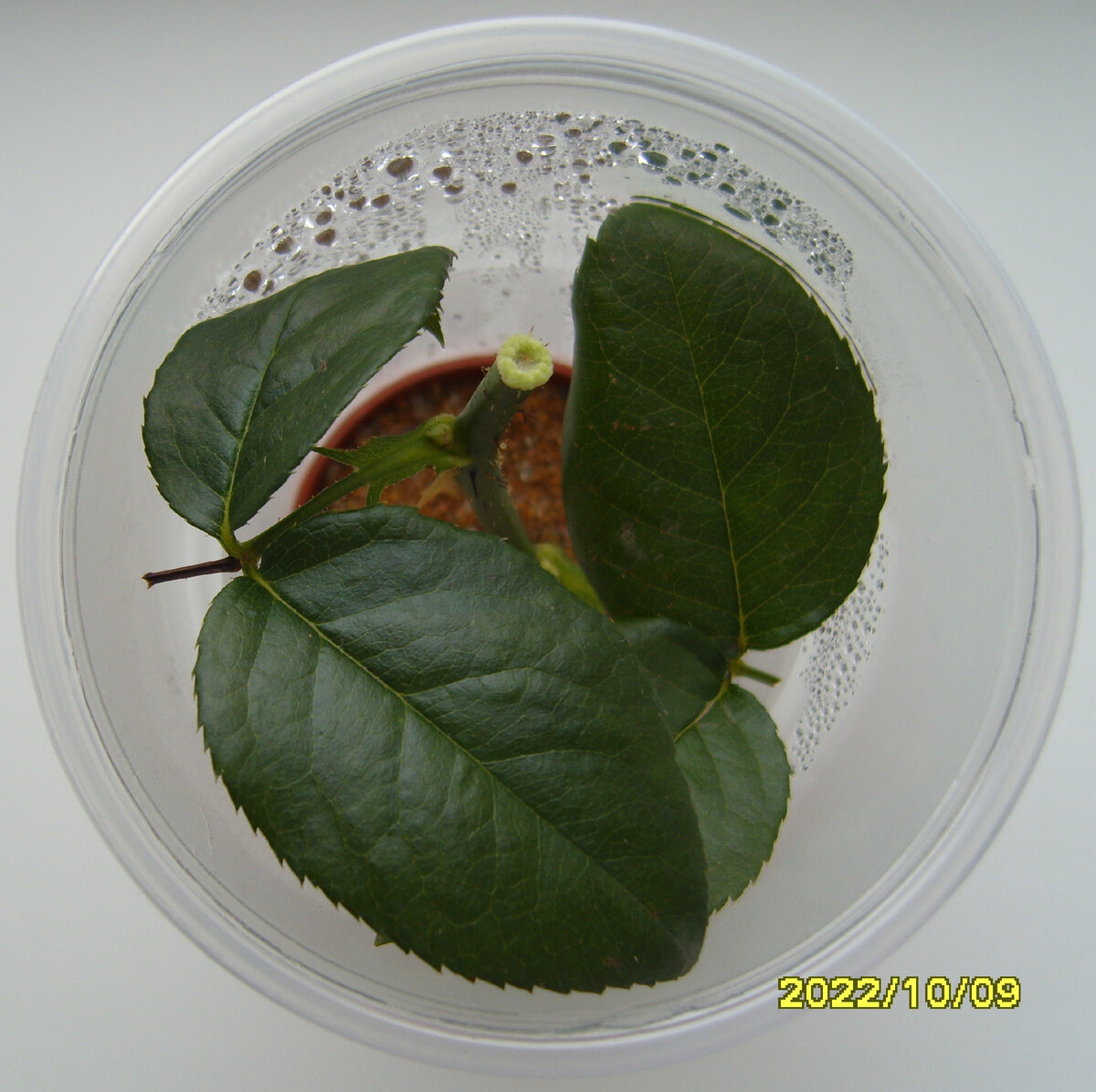 Первый черенок розы Блаш через месяц