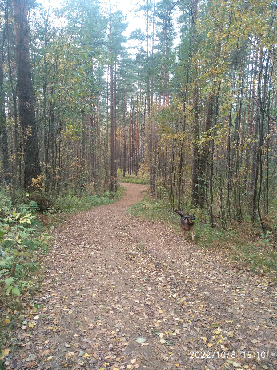 Кто разглядел собаку на фото)) это Люська