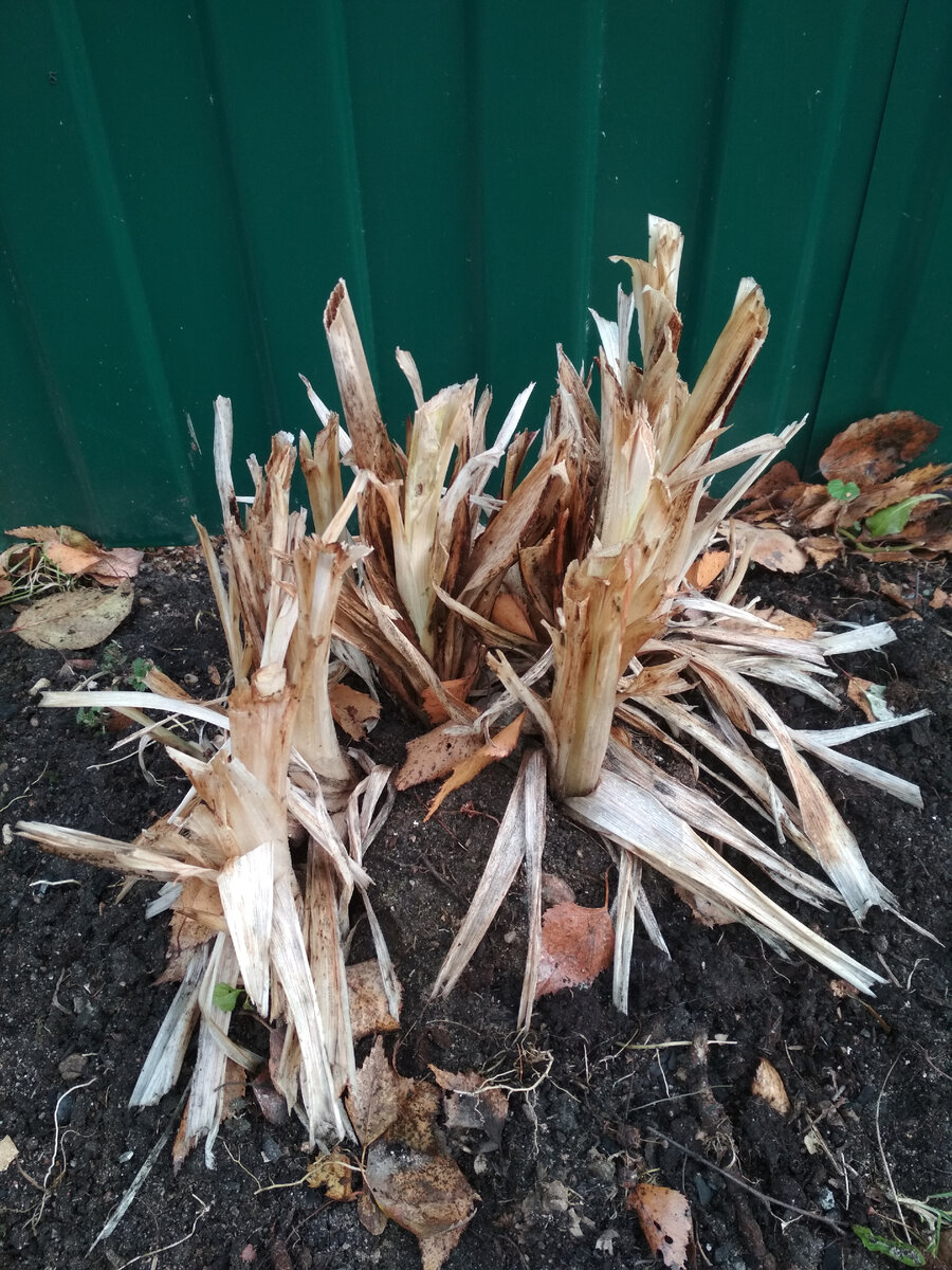 Вот так обрезает лилейник моя соседка. Да, это не хоста, но принцип тот же. Зачем обрезать так высоко? Чтобы весной наблюдать полусгнившие "слюни "? 