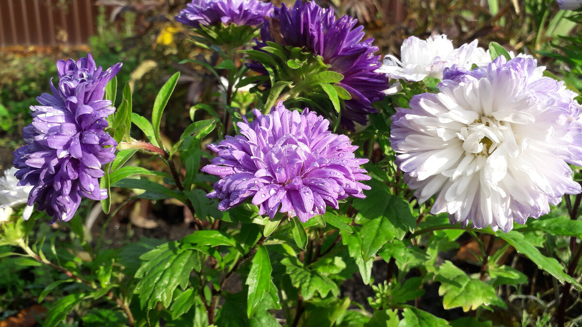 Астры радуются солнышку