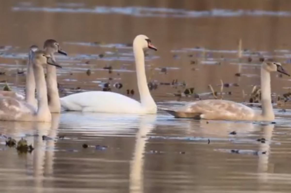    Двое мужчин устроили охоту на лебедей на Артемовских лугах