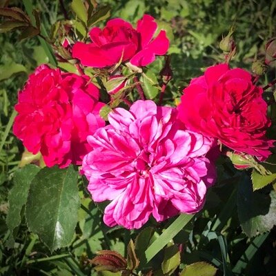 Роза малиновых оттенков