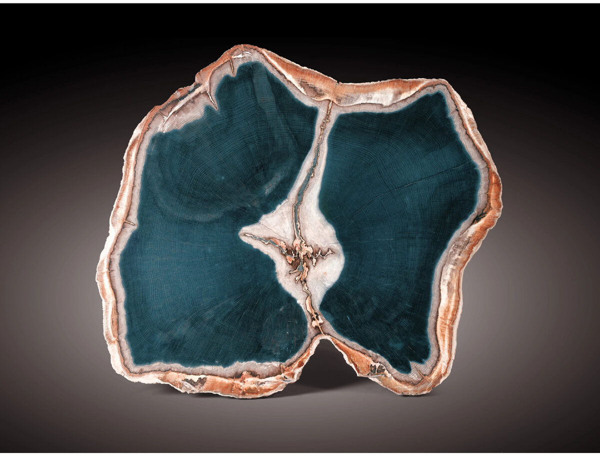 Срез окаменелого дуба диаметром 75 см и толщиной 3,5 см. Возраст - средний миоцен. Местонахождение - формация Water Creek Basin, штат Орегон, США