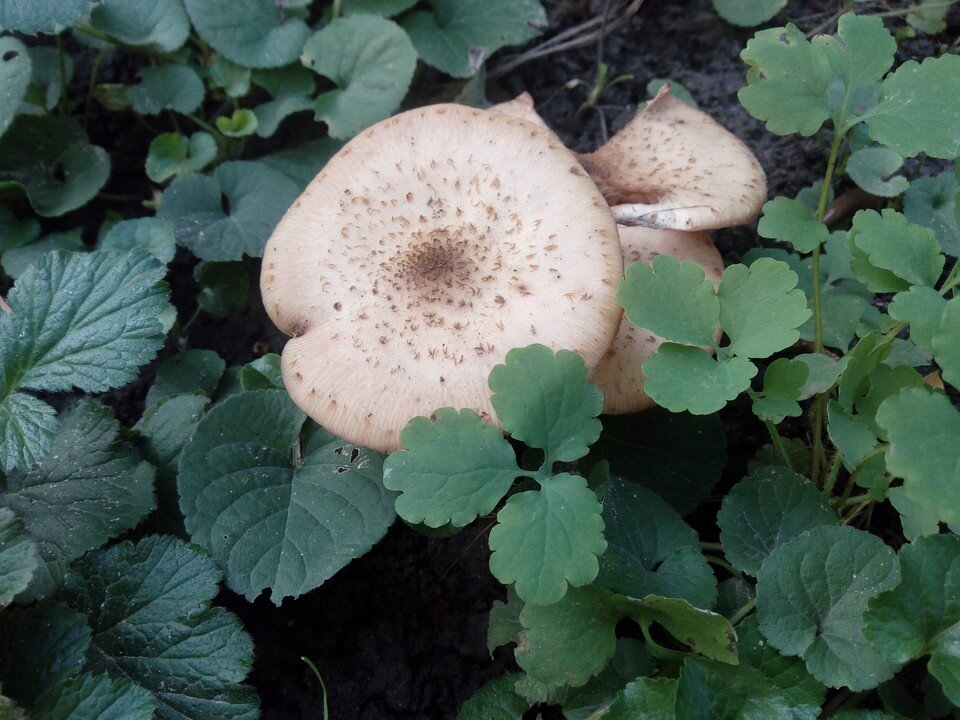     Ученый-миколог поможет опознать неизвестные вам виды грибов Елена ФЕДЯШЕВА