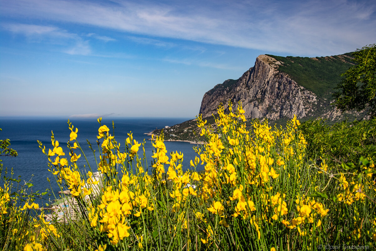 Какого цвета крым. Дрок в Крыму. Испанский Дрок Крым. Желтый Дрок Крым. Испанский Дрок растение.