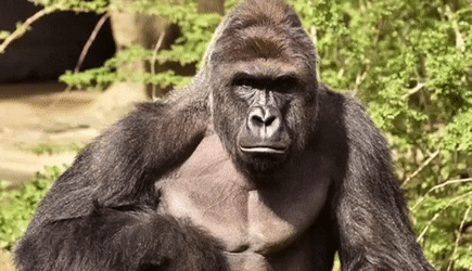 Горилла