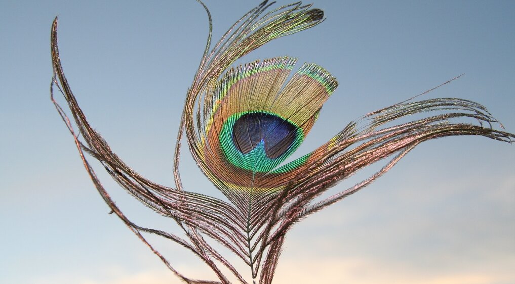 Фото: Mike Pedroncelli/Flickr