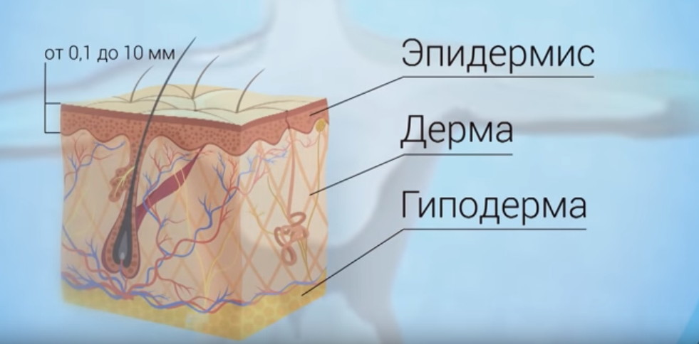 Толщина кожи. Кожа самый крупный орган человека. Наша кожа. Самый большой орган человека кроме кожи. Самый большой орган человека кожа картинки.