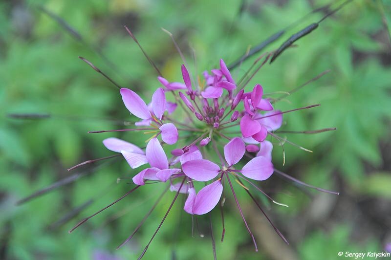 Клеома Cleome Clio Magenta