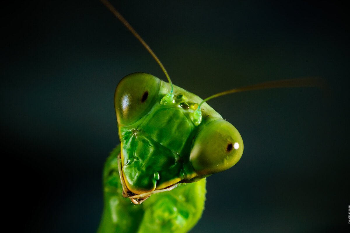 Портрет богомола rhombodera-basalis-green-mantis-macro-photo