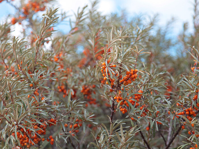 Облепиха в саду