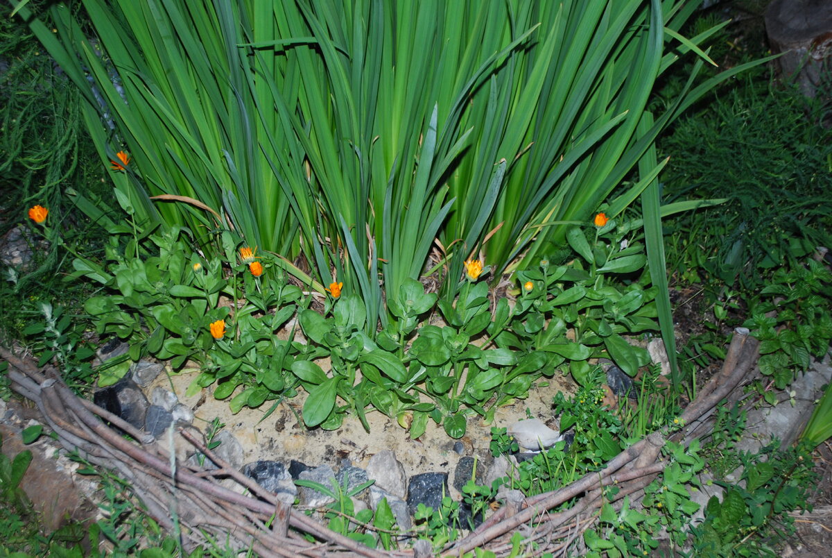 Ирис в обрамлении