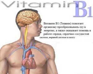 [caption id="attachment_156" align="aligncenter" width="300"] Чем полезен тиамин[/caption]