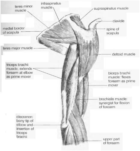 Мышцы верхней конечности правой вид сбоку