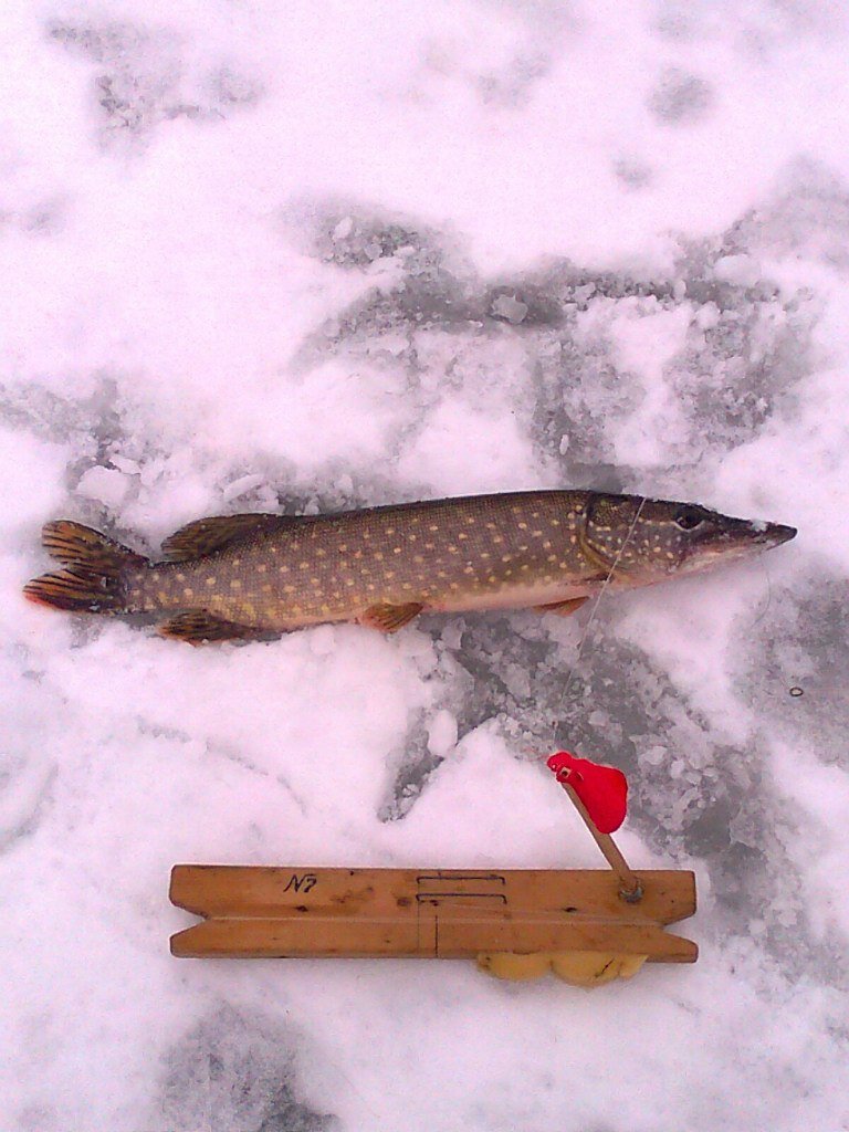 кубанский флажок