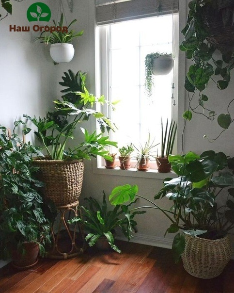 Такие подкормки и в огороде можно проводить на любых культурах.