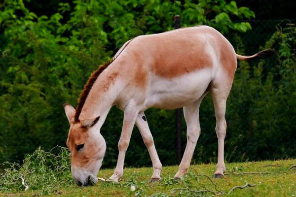 Onager (Equus hemionus)