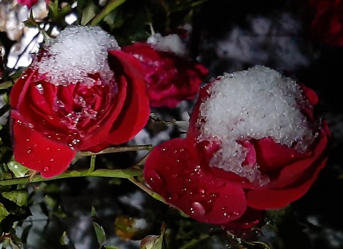 Вот так меня встретили розы). Лаваглют. Флорибунда. 