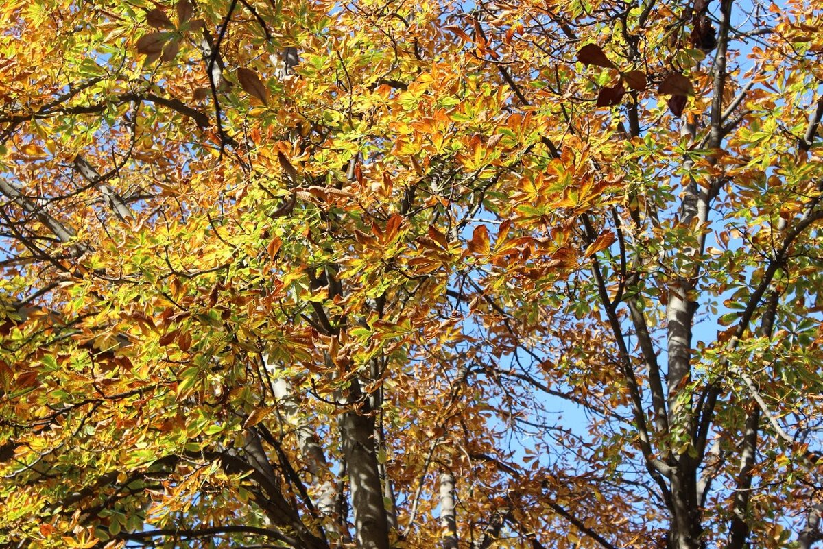 Каштановая аллея на улице Тодор Александров. Ноябрь 2019 г., фото из личного архива автора