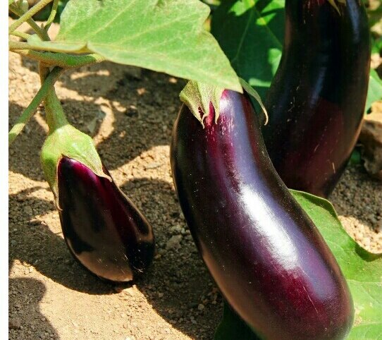 Красавцы баклажанчики.